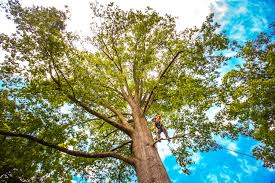 Best Stump Grinding and Removal  in Johnstown, NY