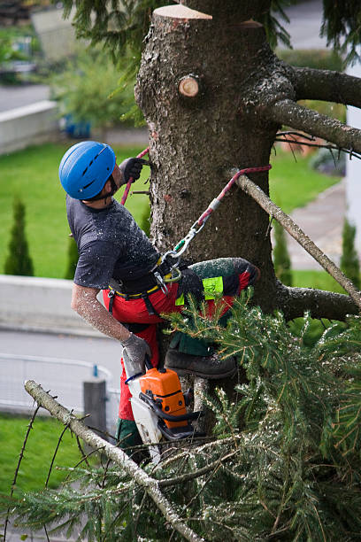 Best Emergency Tree Removal  in Johnstown, NY